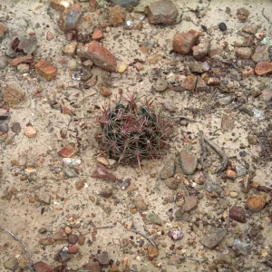 Ferocactus viridescens