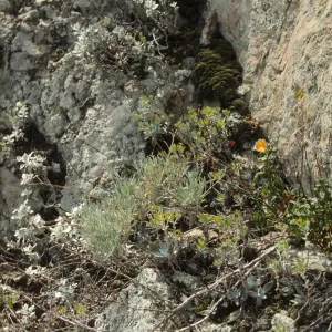 Conejo Grade