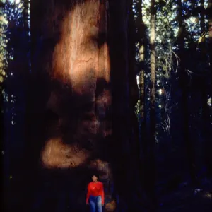 Sequoiadendron giganteum