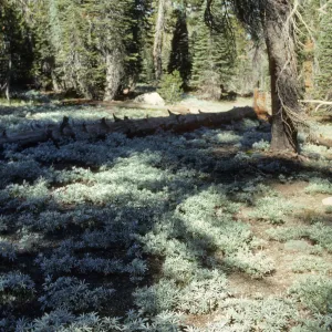 Lupine 'carpet' - Lassen