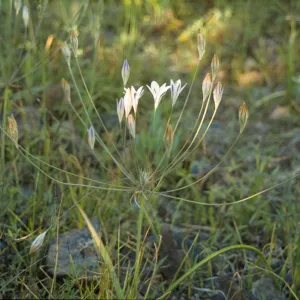 Triteleia peduncularis