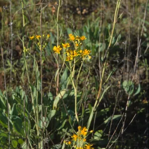 Senecio in moist spot