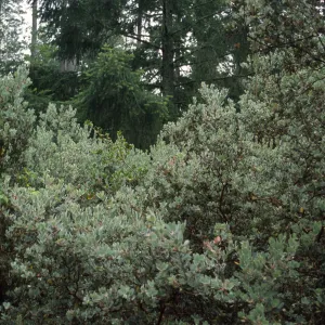 Arctostaphylos viscida & Pseudotsuga menziesii