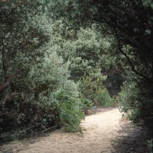 Arctostaphylos viscida & sandy path