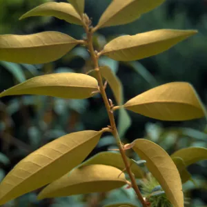 Chrysolepis chrysophylla