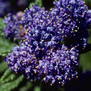 Ceanothus 'Far Horizons'