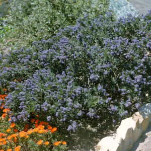 Ceanothus 'Far Horizons'