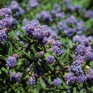 Ceanothus 'Far Horizons'