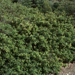 Ceanothus (California Lilac)