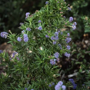 Ceanothus (California Lilac)