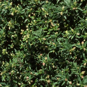 Ceanothus (California Lilac)