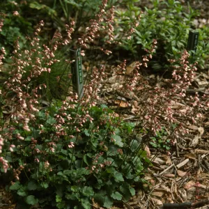 Heuchera 'Blushing Bells' 