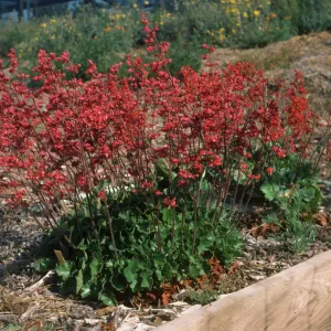 Heuchera 'Canyon Delight'