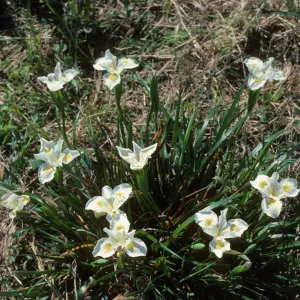 Iris 'Canyon Snow' at SBBG