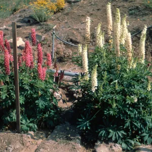 Lupinus 'Canyon Sunset'