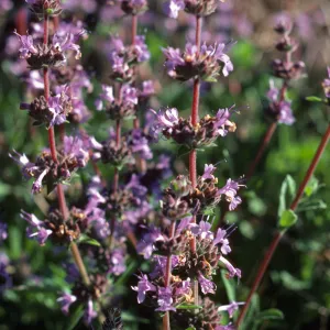 Salvia 'Dara's Choice'