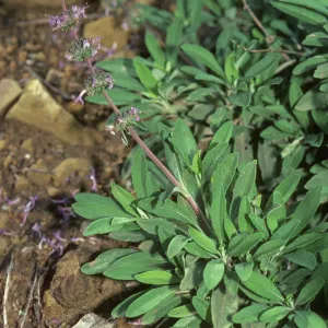 Salvia 'Dara's Choice'