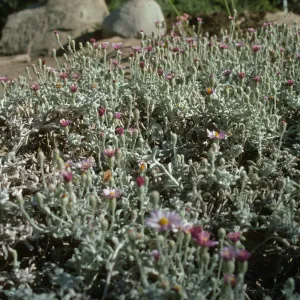 Lessingia 'Silver Carpet'
