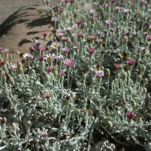 Lessingia 'Silver Carpet'