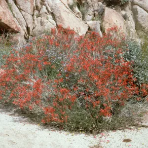 Justicia in bloom