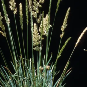 Koeleria macrantha (Junegrass)
