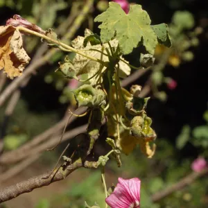 aphid infested Lavatera assurgentiflora