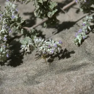 Hyptis with bee pollinator