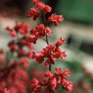 Heuchera inflorescence