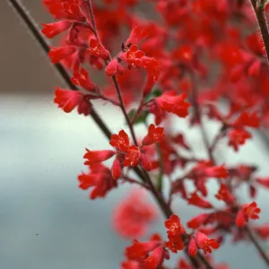 Heuchera inflorescence