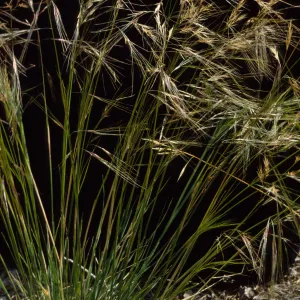 Stipa comata 