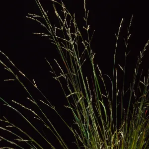 Melica imperfecta