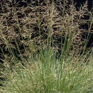 Sporobolus airoides 