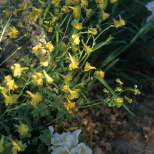 Delphinium luteum with Iris 'Canyon Snow' at SBBG