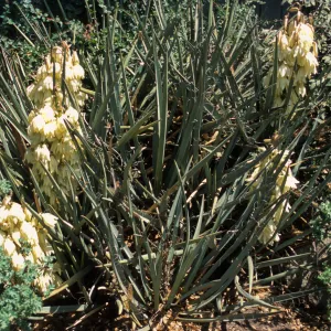 Yucca baccata 