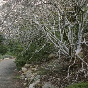 Aesculus at SBBG