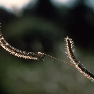Bouteloua gracilis flowers
