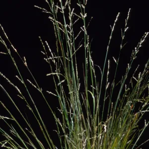 Melica imperfecta