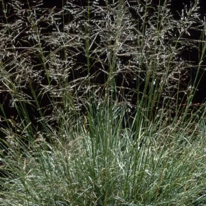 Sporobolus airoides