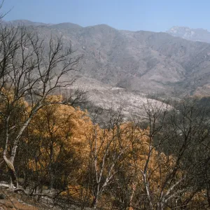 burned Santa Ynez Mountains from Santa Barbara Botanic Garden after Coyote Fire