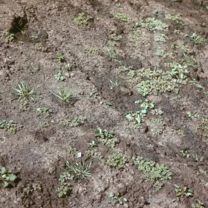 Seedlings after Coyote Fire, burned slope of Pritchett Trail