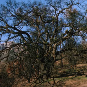 Quercus agrifolia (Coastal Live Oak) at picnic area, sprouting on branches, 3 months after Coyote Fire