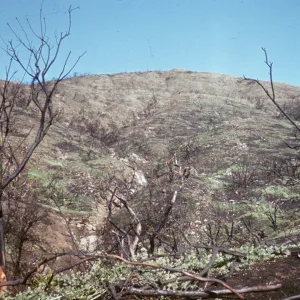 Greening after Coyote Fire, back slope of Santa Barbara Botanic Garden 4 months later