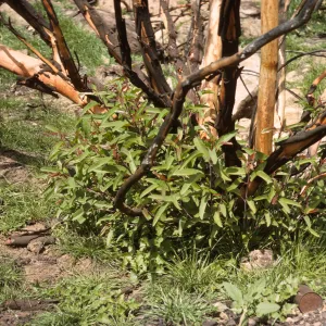 Rhus laurina stump sprout 2 months after Coyote Fire