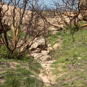 2 months after Coyote Fire, Rhus laurina and seedling, SBBG