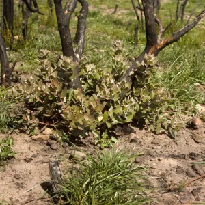 Arctostaphylos (Manzanita) stump sprouting 2 months after the Coyote Fire