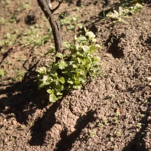 Cercocarpus sprouting 2 months after Coyote Fire