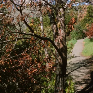 Lyonothamnus stump sprouts on Porter Trail after Coyote Fire
