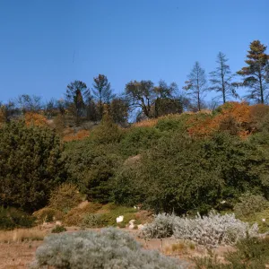 Burn on Forest Section slopes - Winter 65