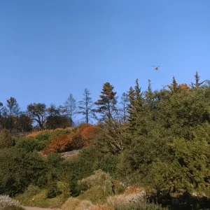 Seeding from helicopter after Coyote fire