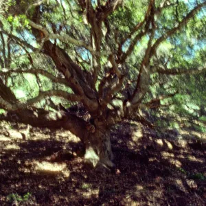 Santa Cruz Island
